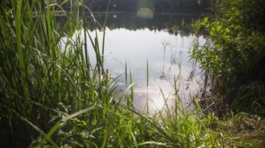 Sakin göletin yakınındaki çimenler ve çalılar