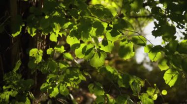 Yeşil ağaç yapraklarının güneş ışığı