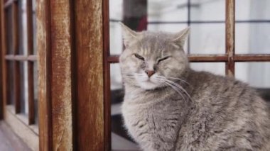 İstanbul caddesinde sevimli bir kedi