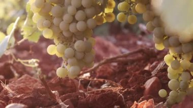 Gün batımında üzüm bağlarında yeşil yapraklarda sallanan sulu üzümler