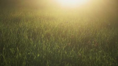 Güneşli bir günde çiçeklerle kaplı bir tarla