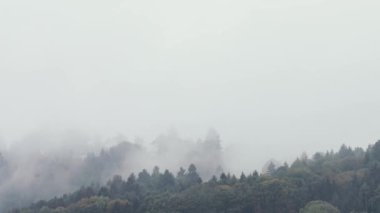 Sisli ormanın manzarası