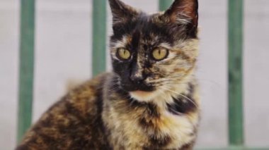 İstanbul caddesinde sevimli bir kedi