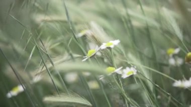 Yavaş hareket eden yabani papatyalar ve gündüz vakti rüzgarda uçuşan otlar.