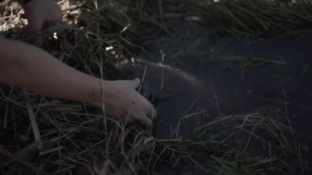 Crop Kids Freeing Turtle Water — Stock Video