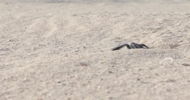 Tartaruga Bambino Strisciando Sulla Sabbia All Acqua — Video Stock