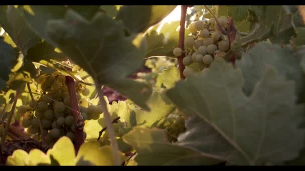 Juicy Grapes Hanging Green Foliage Vineyard Sunset — Stock Video