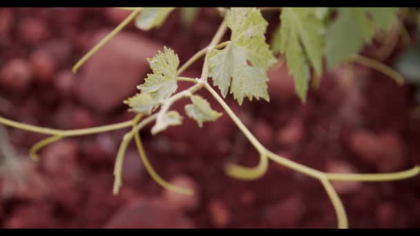 Feuillage Vert Vignoble Coucher Soleil — Video