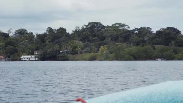 近岸水域的鲸鱼尾迹 — 图库视频影像