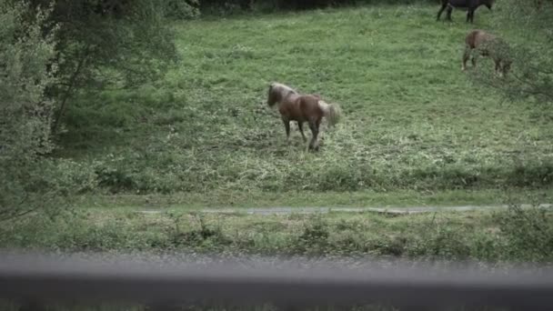 照相机倾斜到头顶上的马 在森林边的牧场上吃草 白天挥动长长的尾巴 — 图库视频影像