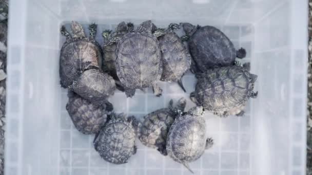 Wilde Schildkröten Plastikbox — Stockvideo