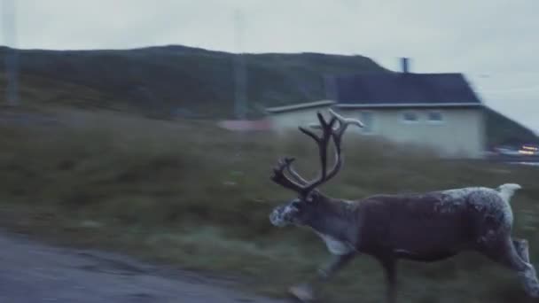 Rentierherde Auf Dem Land — Stockvideo