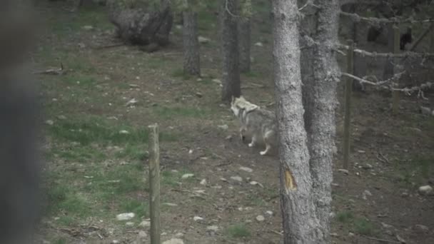 Lobo Selvagem Caminhando Floresta — Vídeo de Stock
