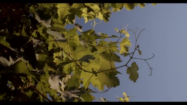 Dedaunan Hijau Kebun Anggur Saat Matahari Terbenam — Stok Video