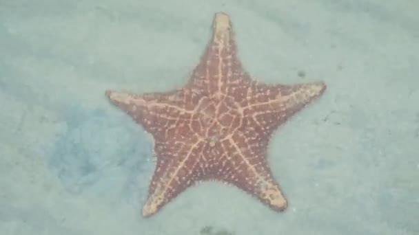 Arriba Tiro Del Agua Clara Azul Con Estrella Mar Dorada — Vídeo de stock