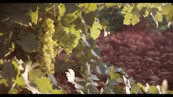 Juicy Grapes Hanging Green Foliage Vineyard — Stock Video
