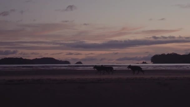 Pack Vue Latérale Chien Sauvage Marchant Sur Côte Sable Près — Video