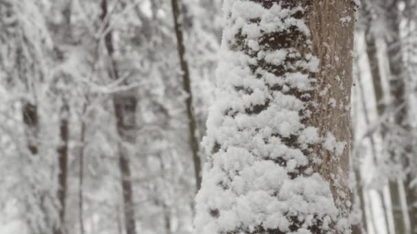 Över Vackra Vinterlandskap Tyst Snöfall — Stockvideo