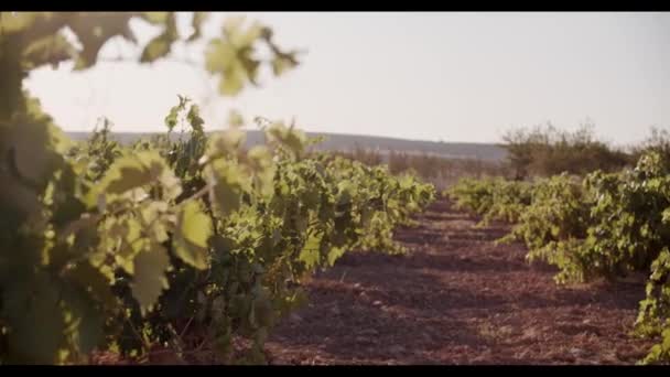 Feuillage Vert Vignoble Coucher Soleil — Video