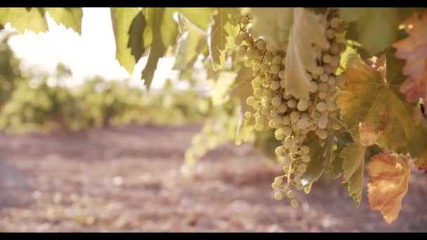 Uvas Jugosas Colgando Follaje Verde Viñedo Atardecer — Vídeo de stock