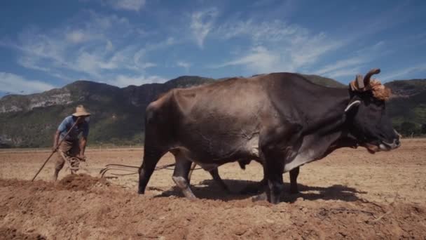 Mann Bearbeitet Boden Mit Pflug Und Ochsen Sonnigem Tag — Stockvideo