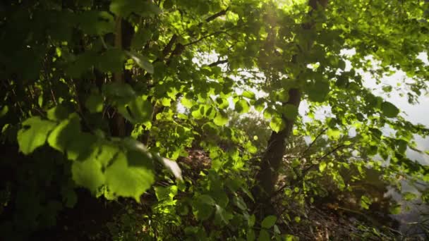 Luz Del Sol Arbustos Verdes Cerca Del Lago — Vídeo de stock