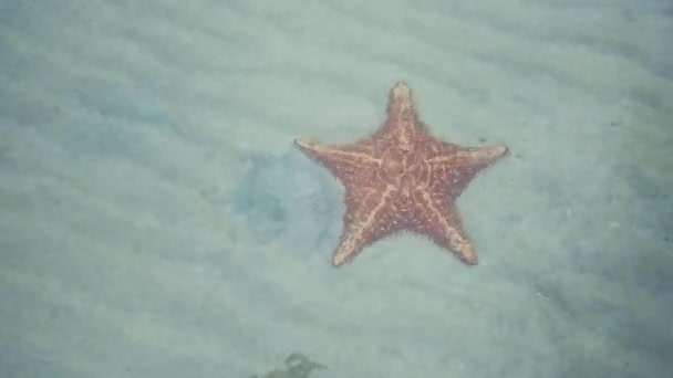 从上面拍摄的清澈的蓝水和金色的海星 — 图库视频影像