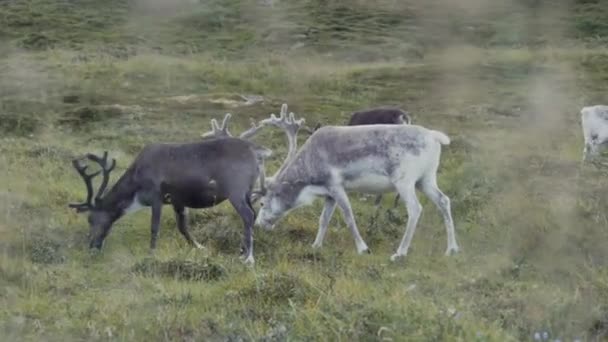 Grazing Reindeer Green Meadow — Stock Video