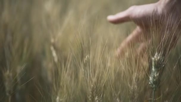 Zeitlupe Der Ernte Person Nahaufnahme Streichelt Welke Ähren Feld Mit — Stockvideo