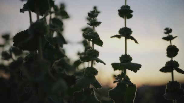 畑で育つ植物 — ストック動画