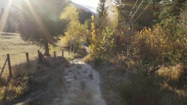 在奥地利迷人的森林里 一条狭窄的小路 — 图库视频影像