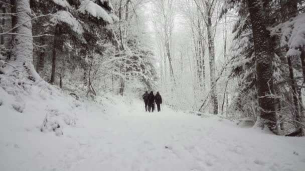 People Practicing Ski Touring Beautiful Winter Landscape Silent Snowfall — Stock Video