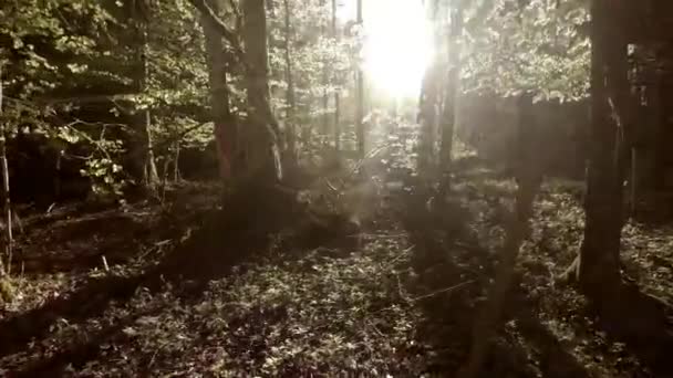 Sol Brillando Sobre Camino Bosque — Vídeo de stock
