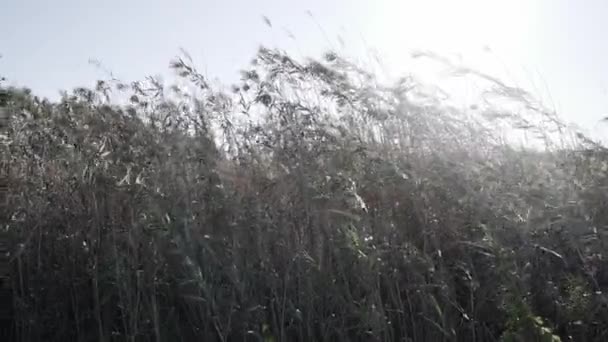 Grüne Wiese Mit Gras Sommer — Stockvideo