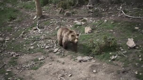 Vilda Brunbjörnar Som Vandrar Naturlig Miljö — Stockvideo