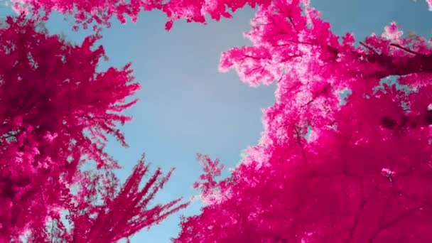 Corone Albero Rosa Contro Cielo Blu — Video Stock