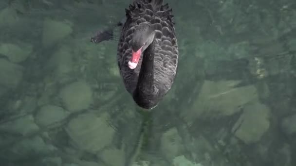 Черные Лебеди Плавают Пруду — стоковое видео