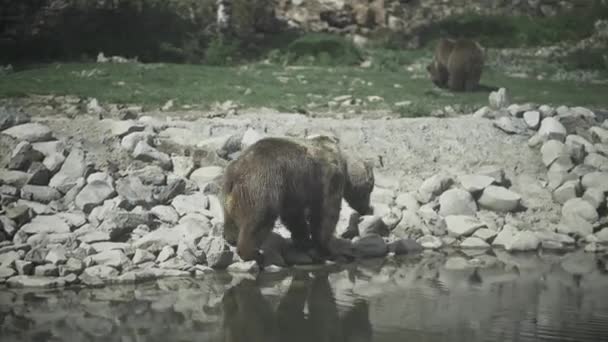 Urso Castanho Selvagem Caminhando Habitat Natural — Vídeo de Stock