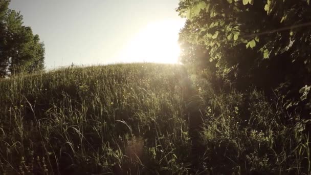 Blick Auf Den Wald Bei Sonnenuntergang — Stockvideo