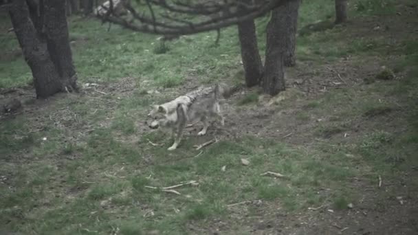 Lobo Selvagem Caminhando Floresta — Vídeo de Stock