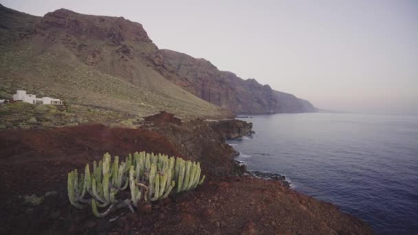 仙人掌 花朵生长在高山和大海附近 — 图库视频影像