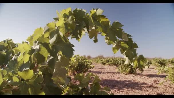 Feuillage Vert Vignoble Coucher Soleil — Video