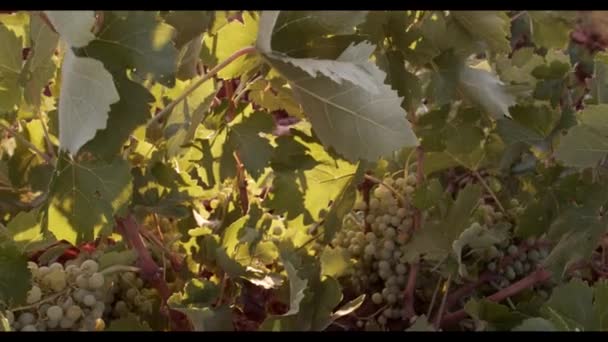 Sappige Druiven Hangend Groen Gebladerte Wijngaard Bij Zonsondergang — Stockvideo