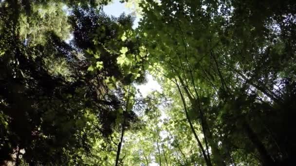 Hermoso Bosque Durante Puesta Del Sol — Vídeo de stock