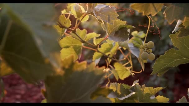 Grünes Laub Der Weinberge Bei Sonnenuntergang — Stockvideo