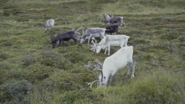 Grasende Rentiere Auf Der Grünen Wiese — Stockvideo