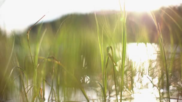 Plantas Lagoa Durante Pôr Sol — Vídeo de Stock
