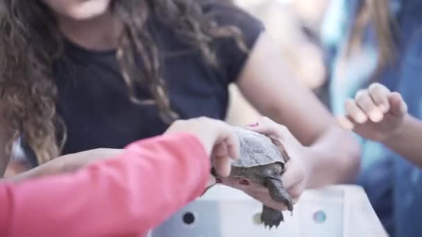 Professor Mostrando Tartaruga Para Crianças — Vídeo de Stock