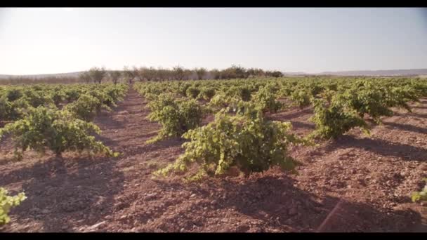 Green Foliage Vineyard Sunset — Stock Video