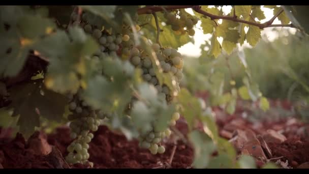 Uvas Jugosas Colgando Follaje Verde Viñedo Atardecer — Vídeo de stock